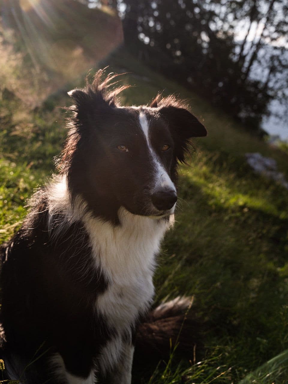 Nomady Hundecamps