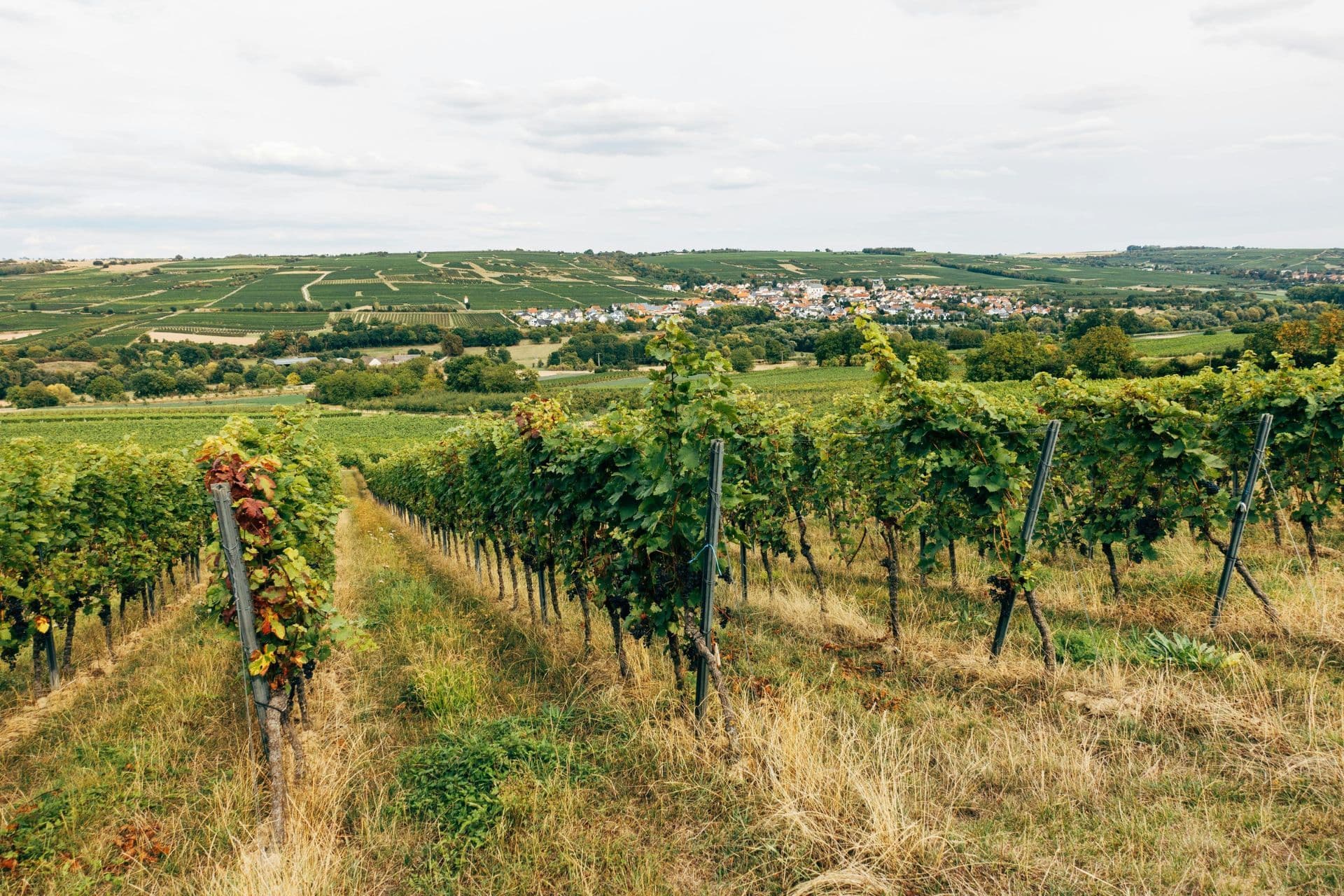 Stellplatz auf dem Weingut: Camping mit Genuss auf Europas schönsten Weingütern