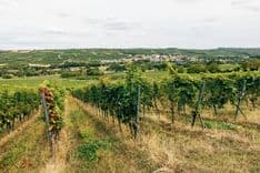Stellplatz auf dem Weingut: Camping mit Genuss auf Europas schönsten Weingütern